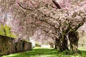 Spring Dream : Japanese cherry blossoms :)