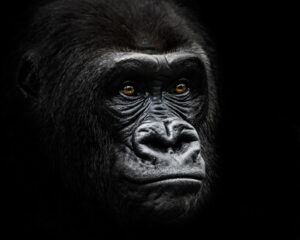 Western Lowland Gorilla IV